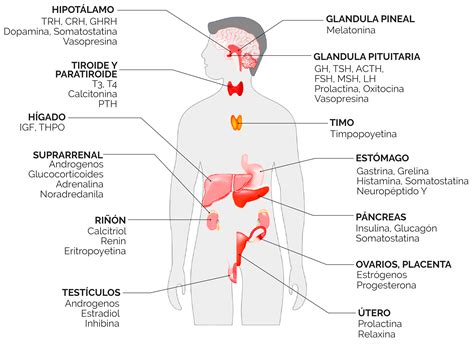 El corazón del sistema endocrino 